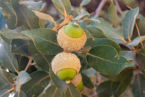 sweet acorn oak