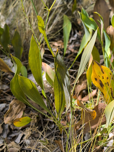 Stiff-leaved Hare's Ear