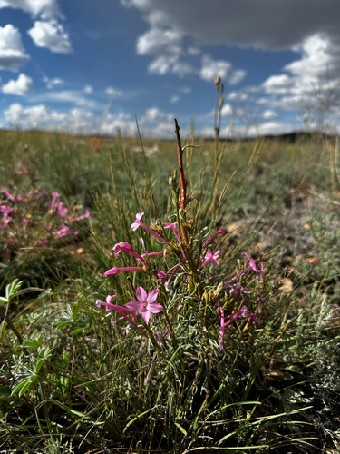Ipomopsis tenuituba, photograph 3