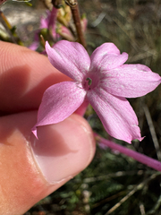 (c) Parker James Lloyd, some rights reserved (CC BY) Ipomopsis tenuituba, photograph (c) Parker James Lloyd, some rights reserved (CC BY)