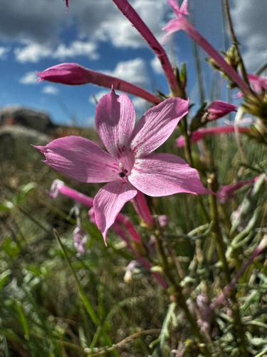 Ipomopsis tenuituba, photograph 2