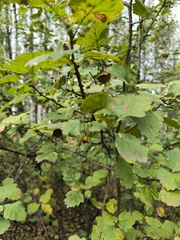 Crataegus sanguinea