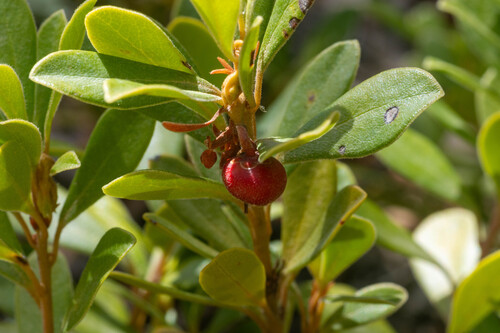 bearberry