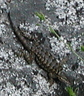 Sceloporus occidentalis taylori