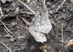 Melanolophia imitata