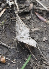 Melanolophia imitata