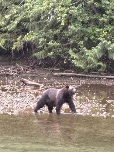 Grizzly Bear sighting near Tweedsmuir Provincial Park – South