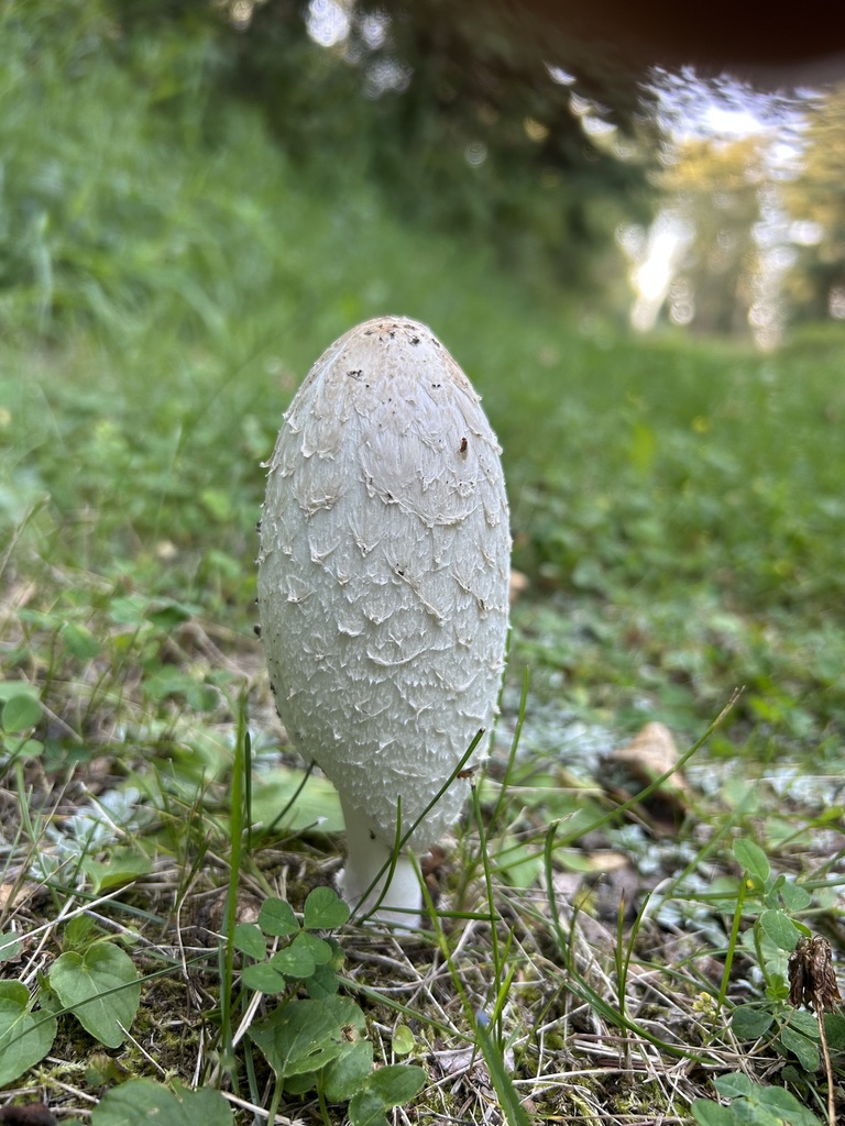 Shaggy Mane · August 2026 · photo: Photo: (c) allan5519, some rights reserved (CC BY) · iNaturalist