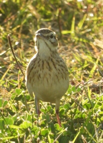 Australian Pipit