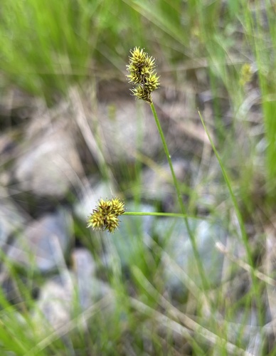 Carex macloviana, 2026-08-24