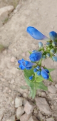 Penstemon cyananthus