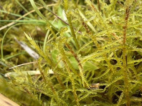 Hamatocaulis vernicosus observed 2026-08-26
