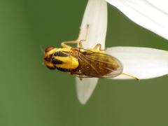 Chlorops sulphureus