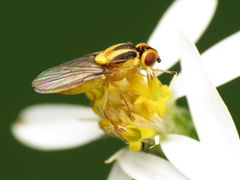 Chlorops sulphureus
