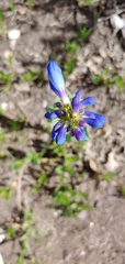 Penstemon cyananthus
