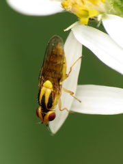 Chlorops sulphureus