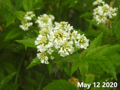 Cardamine leucantha