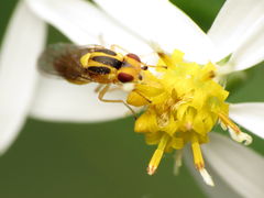 Chlorops sulphureus