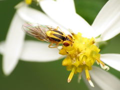 Chlorops sulphureus