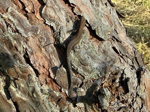 Viviparous Lizard