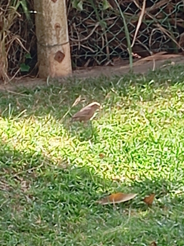 Yellow-billed Babbler