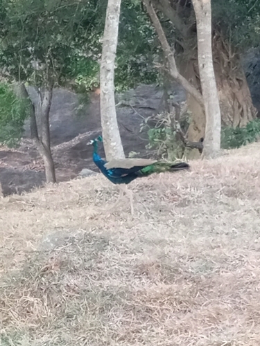 Indian Peafowl