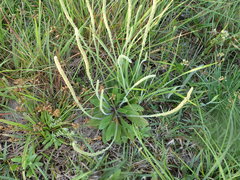 Plantago virginica