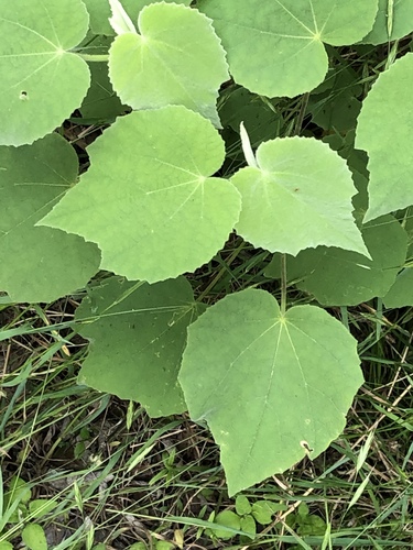 Malvaviscus arboreus