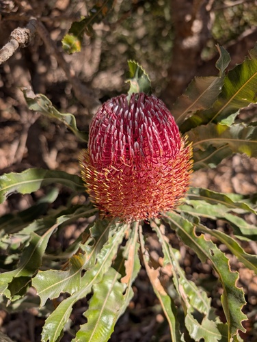 Banksia menziesii, photograph 5
