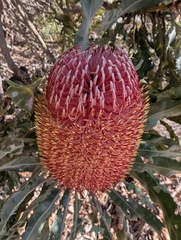 Banksia menziesii, photograph (c) Kim Lapere, some rights reserved (CC BY)