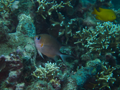 Pycnochromis amboinensis