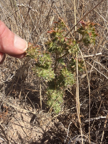 Hollyleaf Pincushionplant