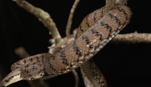 Stoliczka's Asian Cat Snake