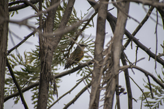 Tyrannus melancholicus