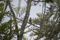 Conirostrum cinereum