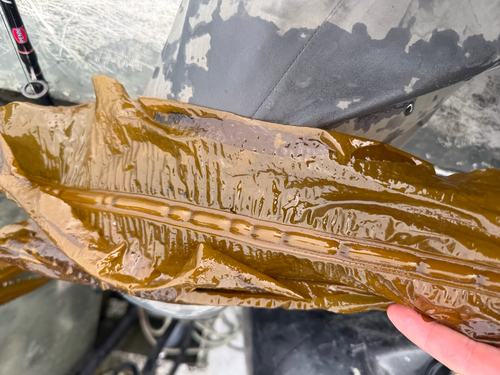 Dragon kelp
