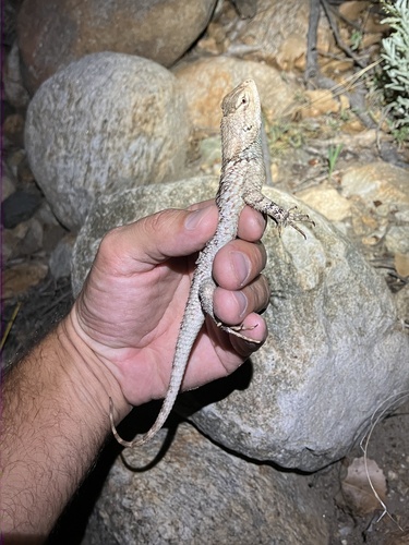 Clark's Spiny Lizard