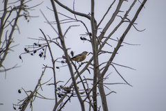 Conirostrum cinereum