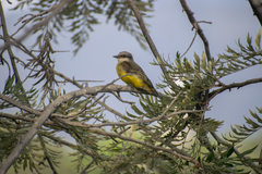 Tyrannus melancholicus