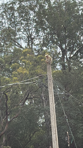 Toque Macaque