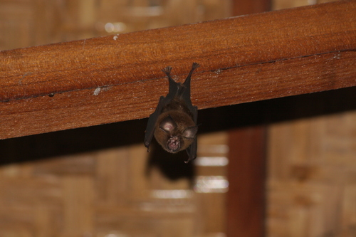 Intermediate Horseshoe Bat