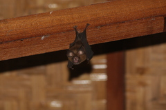 Rhinolophus affinis