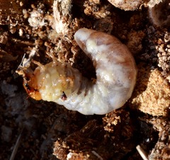 Dorcus parallelipipedus