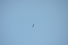 Haliaeetus leucogaster