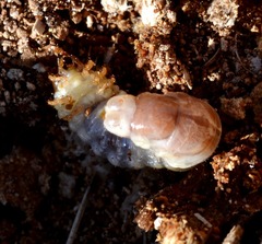 Dorcus parallelipipedus