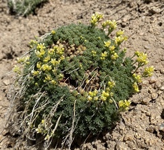 Cusickiella quadricostata