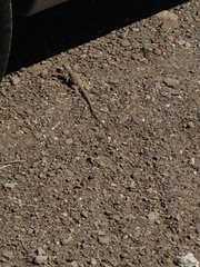 Dipsosaurus dorsalis dorsalis