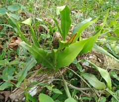 Pleopeltis marginata