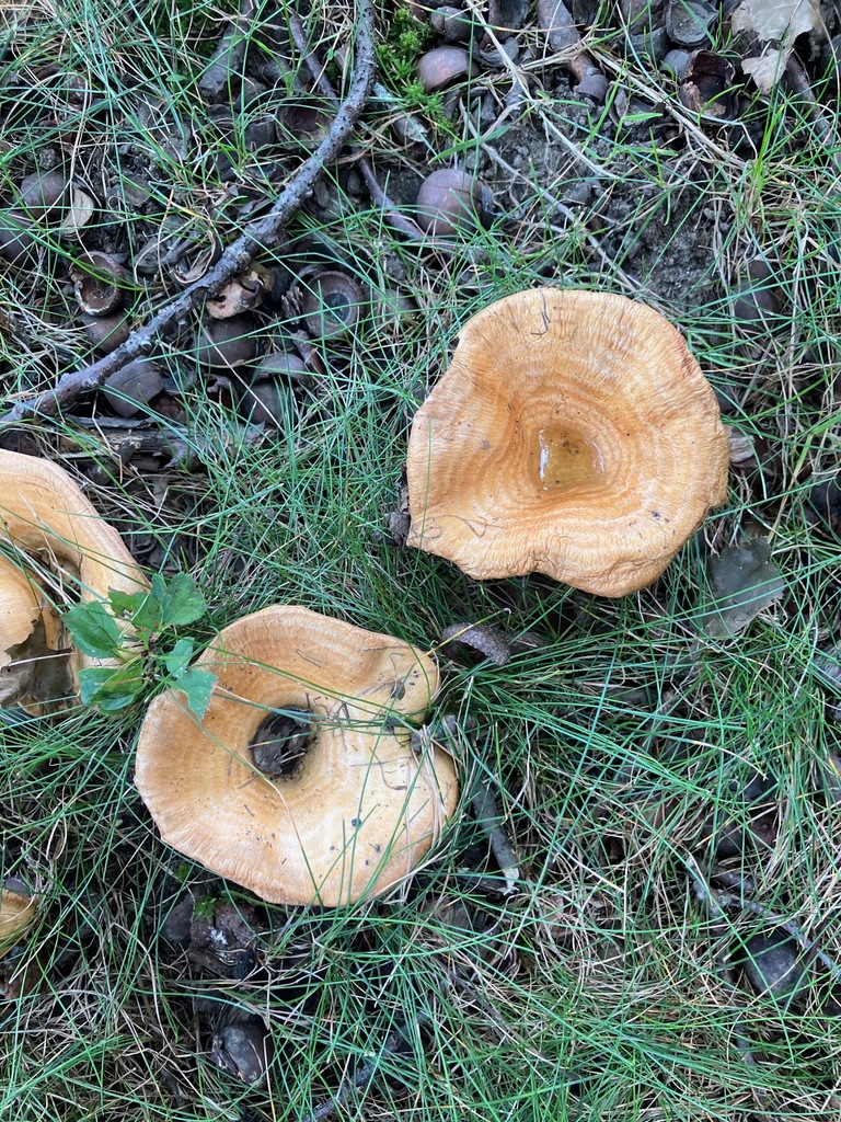 Lactarius psammicola · August 2026 · photo: Photo: (c) toad-wife, some rights reserved (CC BY) · iNaturalist