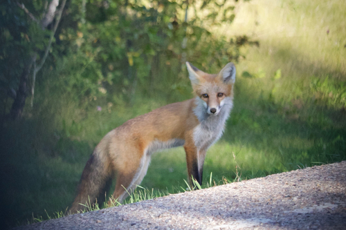 Red Fox